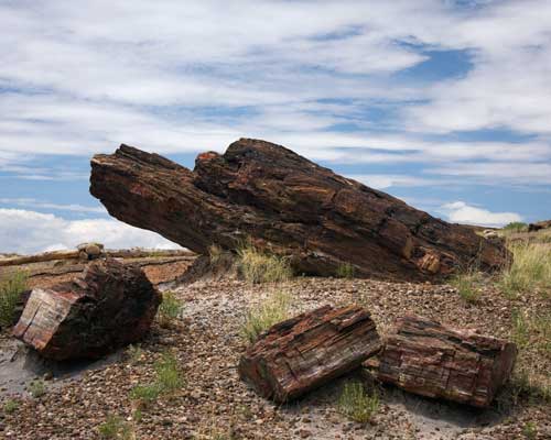 Petrified Forest
