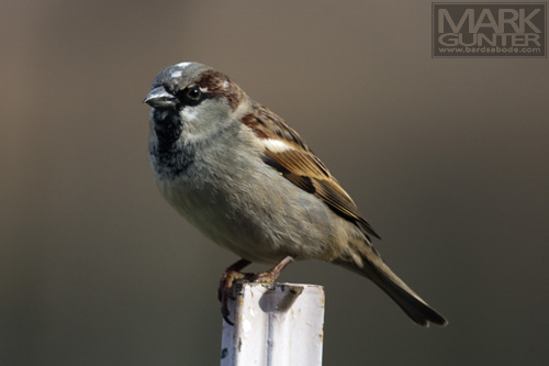 House Sparrow House Sparrow