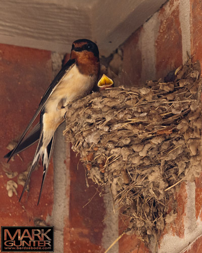 Barn Swallows Barn Swallows