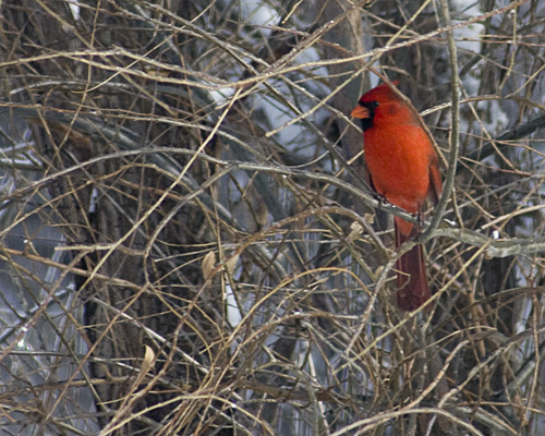 Male Cardinal