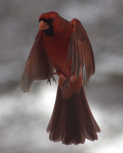Male Cardinal hovering Male Cardinal hovering