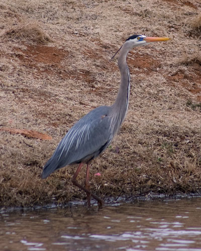 Great Blue Heron Great Blue Heron