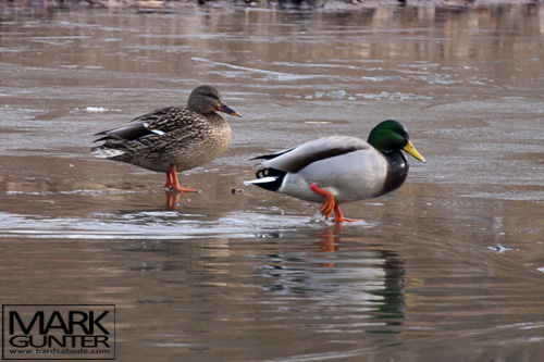 Mallard Pair Mallard Pair