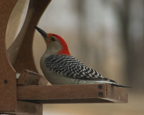 Red-bellied Woodpecker