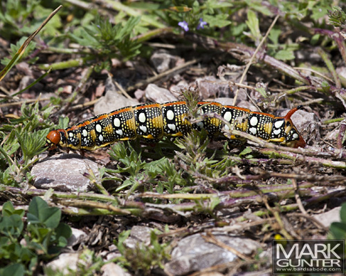 Leafy Spurge Hawk Moth Caterpillar