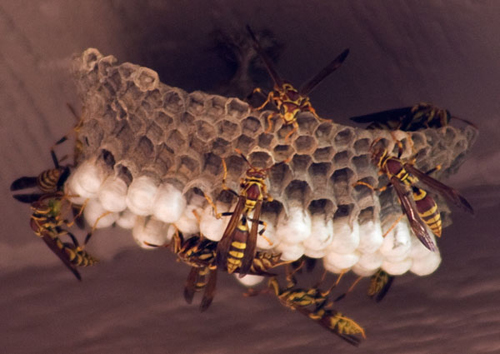 Paper Wasps