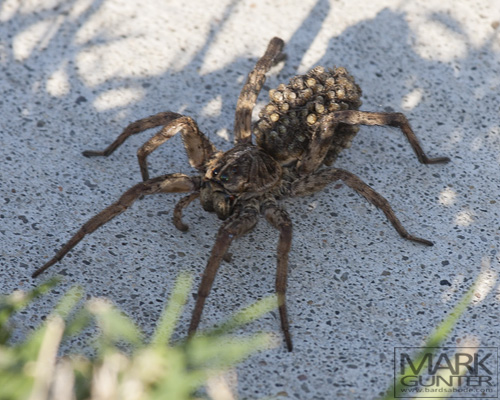 Wolf Spider