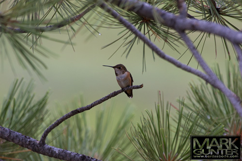 Black-chinned Hummingbird