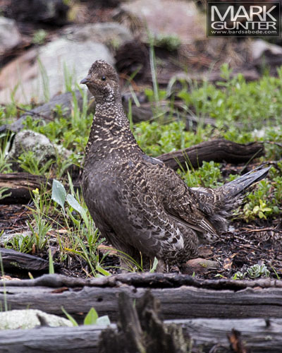 Blue Grouse