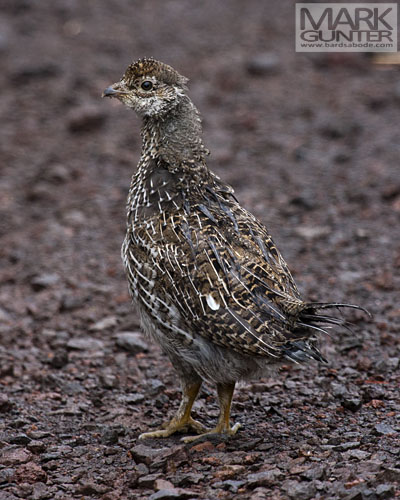 Blue Grouse Chick