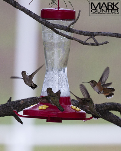 Hummingbird Feeder
