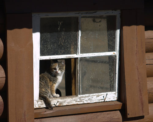 New Mexico Kitten New Mexico Kitten