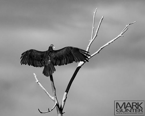 Turkey Vulture