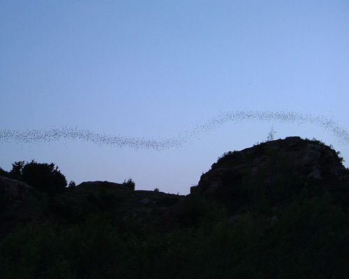 Bat Flight