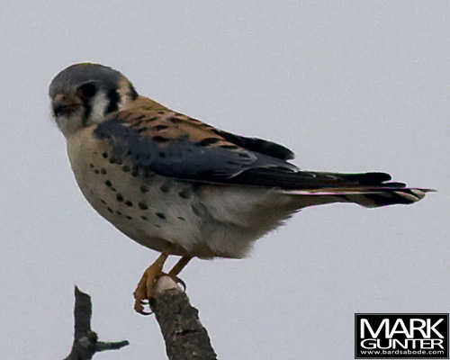American Kestrel