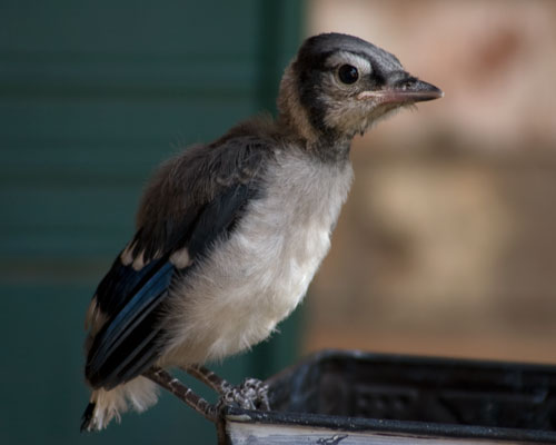 Blue Jay