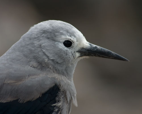 Clark's Nutcracker