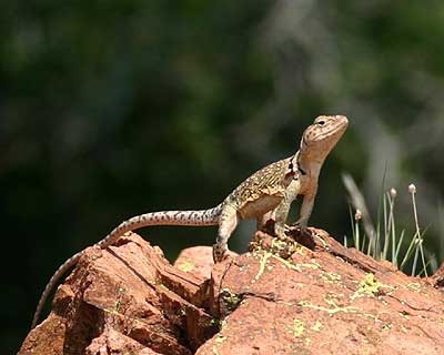 Collared Lizard