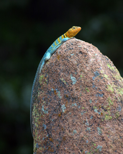 Collared Lizard
