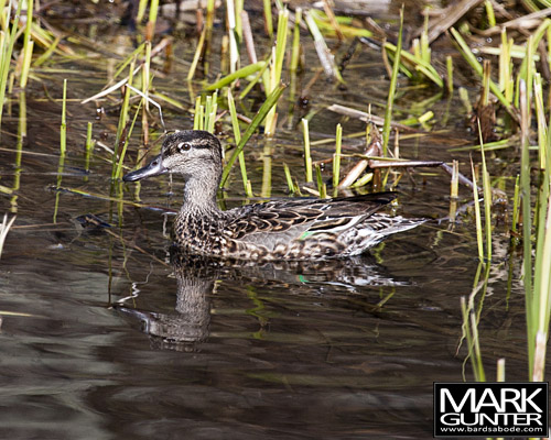 Green Winged Teal