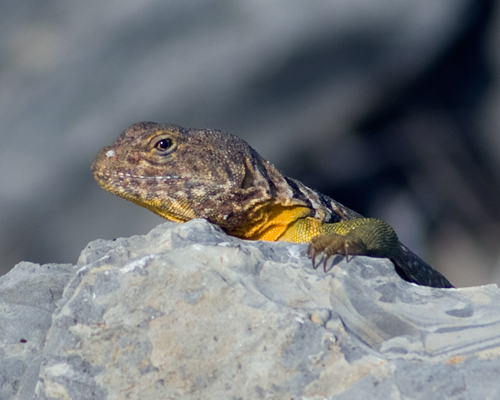 Collared Lizard