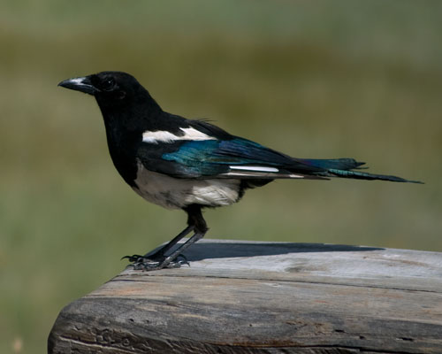 Magpie