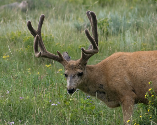 Mule Deer