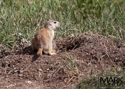 Prairie Dog