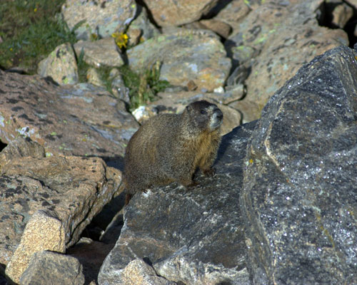 Yellow-bellied Marmot