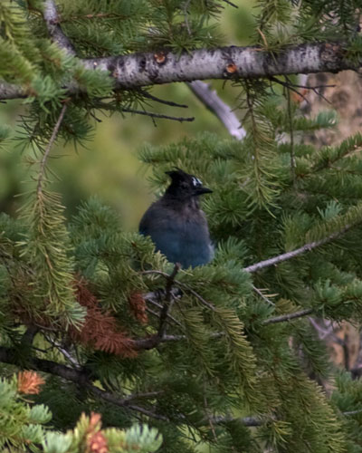 Steller's Jay