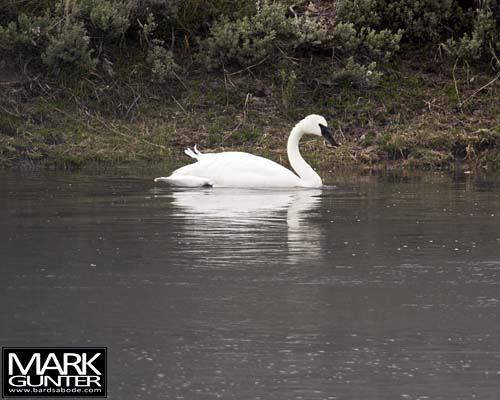 Trumpeter Swan
