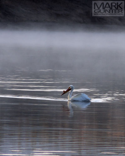 American White Pelican