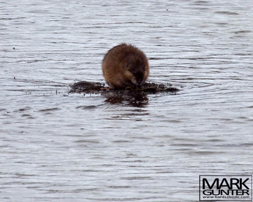 North American Beaver