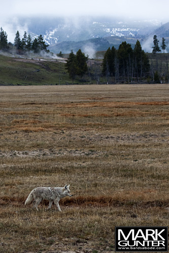 Coyote in Yellowstone