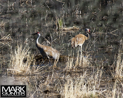 Sandhill Cranes