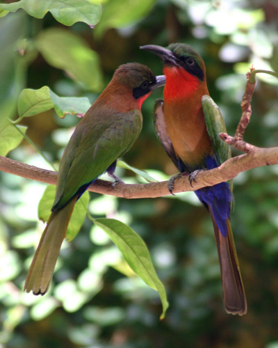 Red-throated Bee Eater
