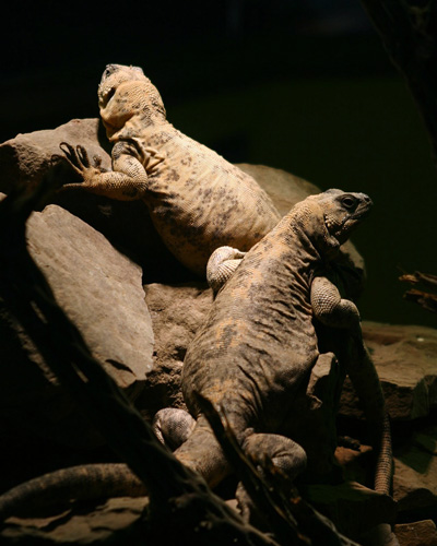 San Esteban Island Chuckwallas