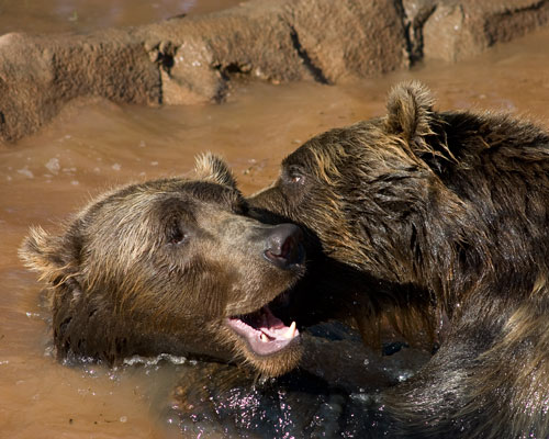 Grizzlies
