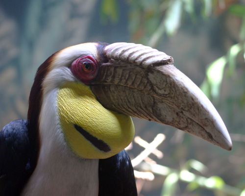 Hornbill