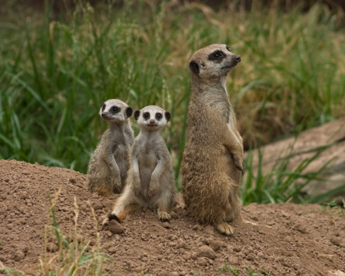 Meerkats