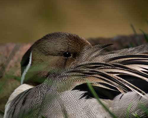 Northern Pintail
