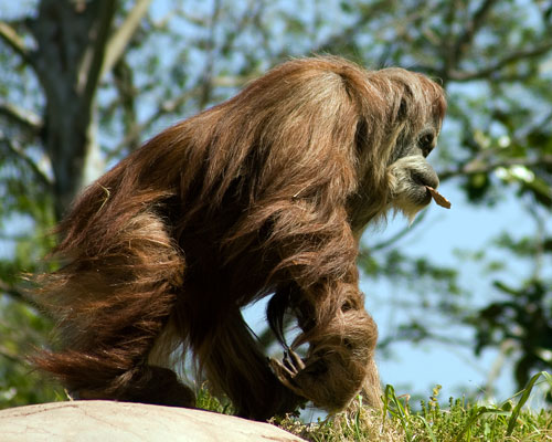 Orangutan