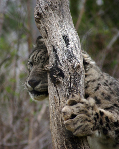 Snow Leopard
