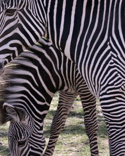 Zebras